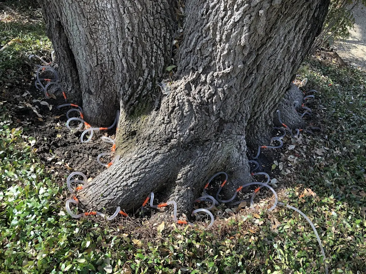 Detailed Tree Cabling and Bracing job site in Alcalde