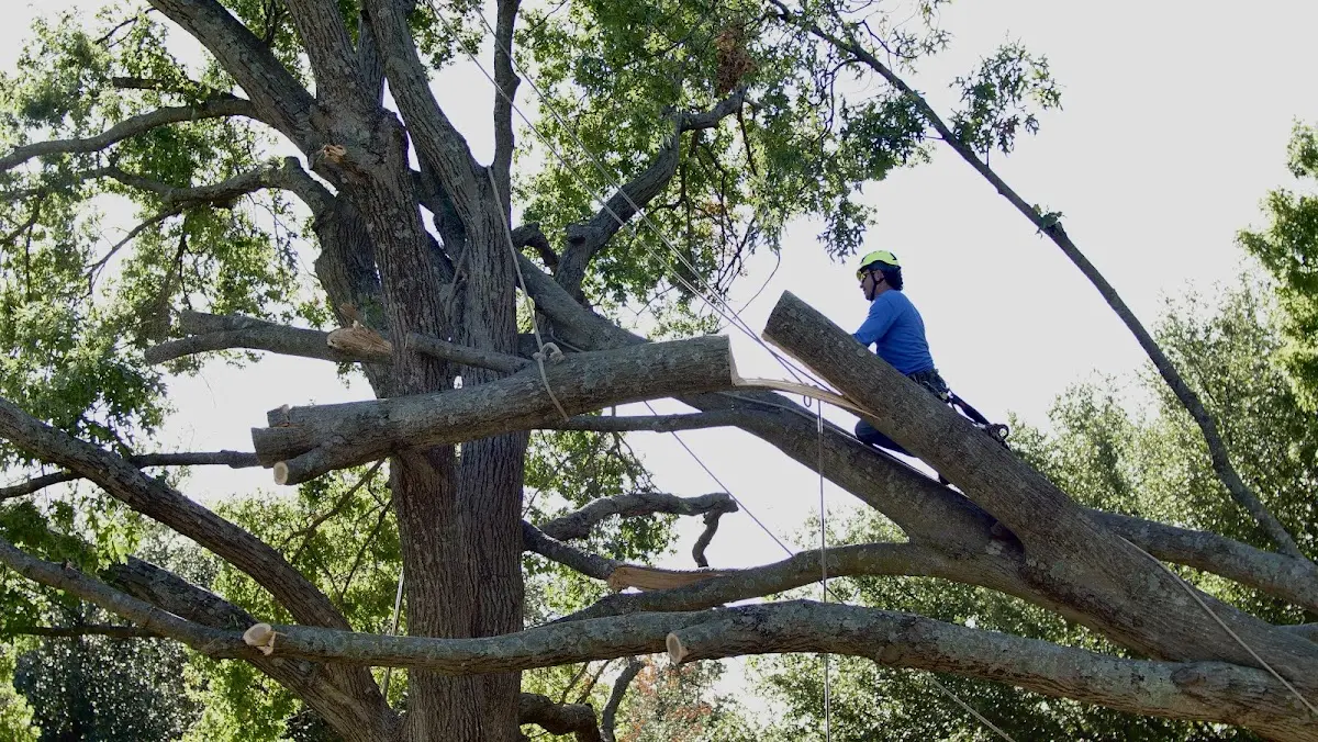 Professional Crown Thinning performed by certified arborists in Alcalde