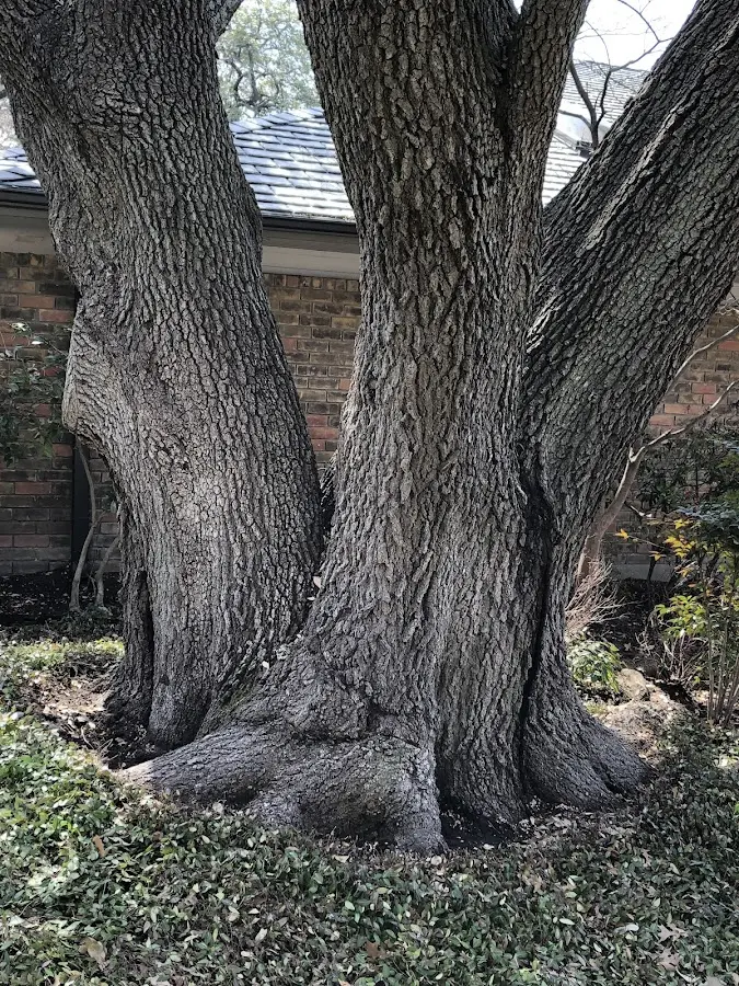 Mature heritage tree close to a Alcalde property cared for by certified arborists